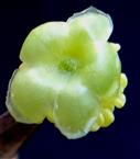  Male flower-Calyx from lower side
